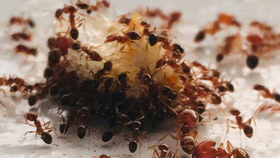 Common Ant Control Failures | PesAfrica